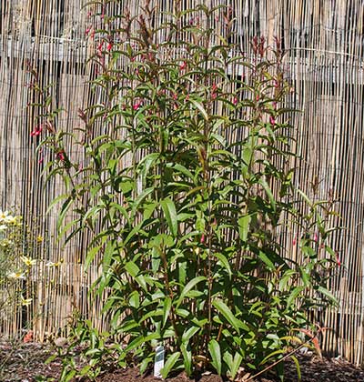 Willow Leaved Fuchsia