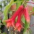 Fuchsia-speciosa-Joy-Creek.jpg