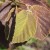 HAFO-Leaves.jpg
