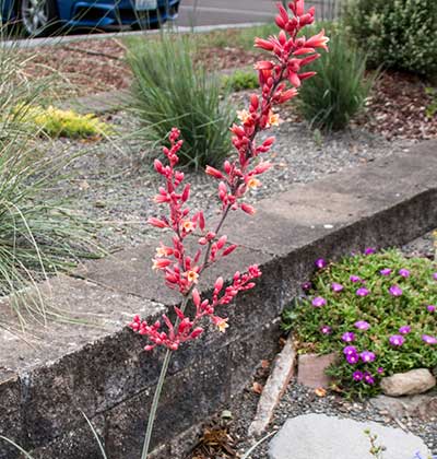 Red Flower False Yucca