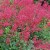 Heuchera-x-Canyon-Delight.jpg