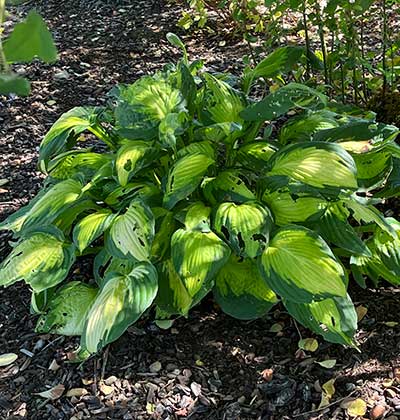 Hosta