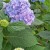 Hydrangea-Portland-Nursery.jpg