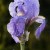 IRPA-Dalmation-Flower.jpg