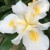 Iris-douglasiana-Canyon-Snow-2-300x300.jpg