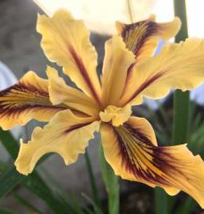 Iris (Pacific Coast Iris) 'Meadow Pastels'