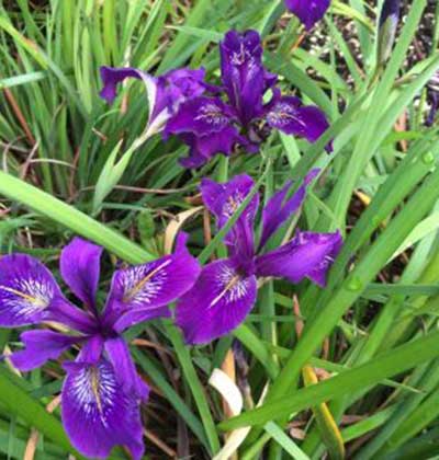 Iris (Pacific Coast Iris) 'Violetta'