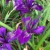 Iris-x-pacifica-Violetta-300x300.jpg