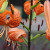 LIBUflowerPAS.jpg