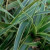 LUSY-leaf-Xera-Plants.jpg