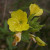 OEBI-Flower-Pleple2020.jpg