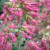 ORLI-flower-Grace-Peterson.jpg