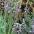 PAPE-flower-BB.jpg