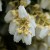 PIERIS-Flower.jpg