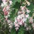 RIMA-Flowers-Xera.jpg