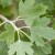 RIMI-JOSTA-Leaf.jpg