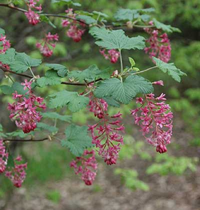 Red Flowering Currant