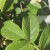 RORU-Leaf-PB.jpg