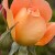 ROSA-ORANGE-Flower.jpg