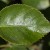 ROSA-ORANGE-Leaf.jpg