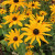 RUHIflower1PAS.jpg