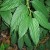 STPR-Leaf-Missouri-Botanical-Center.jpg