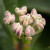VIDA-Buds-CM.jpg