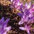 otoño-coco-blooms.jpg