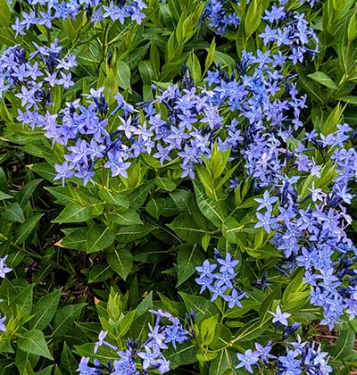 Blue Star 'Blue Ice'
