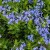 blue-star-blue-ice.jpg