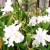 butterfly-iris.jpg