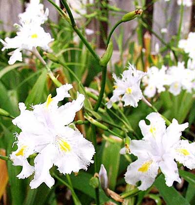 Butterfly Iris