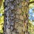 Trung Quốc-Elm-Bark.jpg