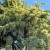 Trung Quốc-Elm-Full.jpg
