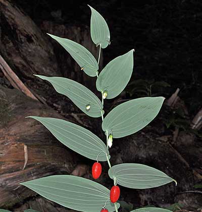 Claspleaf Twistedstalk
