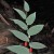claspleaf-twistestalk-grid.jpg