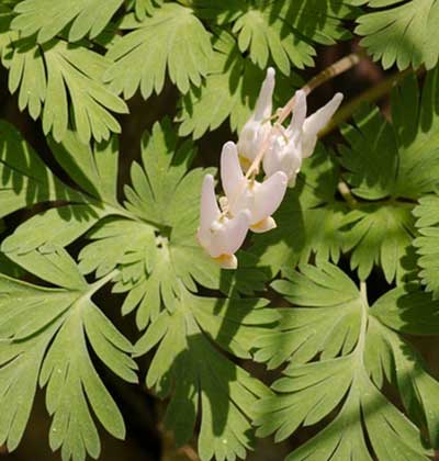 Dutchman’s Breeches
