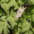 dutchmans-breeches.jpg
