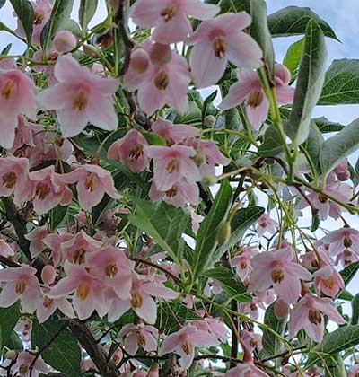Japanese Snowbell ‘Momo Shidare’
