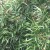 mahonia-dan-hinkley.jpg