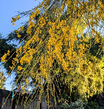 Mount Etna Broom
