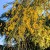 mount-etna-broom-flowers.jpg