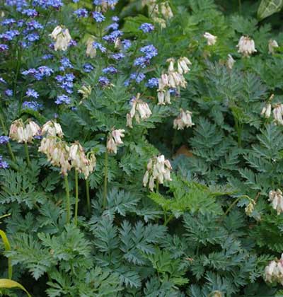Oregon Bleeding Heart ‘Langtrees’
