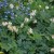 oregon-bleeding-heart-langtrees.jpg