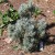 pinus-monophylla-Blue-Jazz-thumbnail.jpg