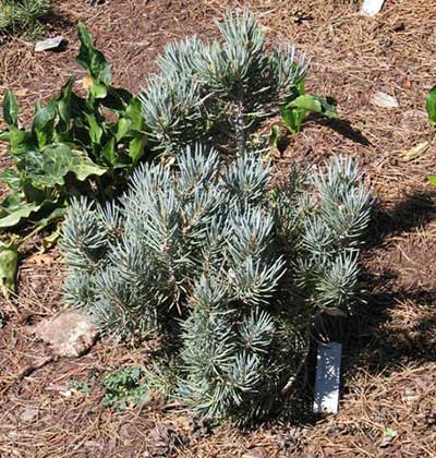 Single Leaf Piñon Pine ‘Blue Jazz’