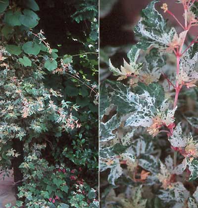 Porcelain Vine ‘Elegans’