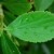 rida-leaf-OSU.jpg
