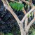 seven-son-flower-temple-of-bloom-bark.jpg