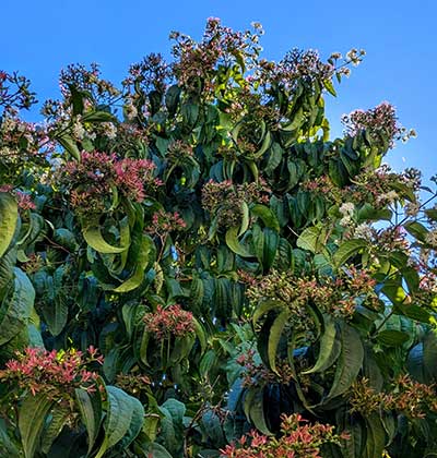 Seven-Son Flower ‘Temple of Bloom’